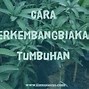 Contoh Tumbuhan Yang Berkembang Biak Dengan Geragih Atau Stolon